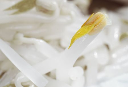 Close shot of mung bean sproutの写真素材