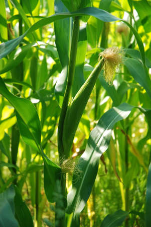 Corn silks, i.e. female flowers. Green dominant colorの写真素材