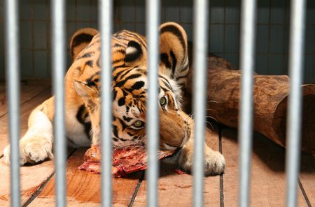 tiger cage eat meat. wild animal behind barsの写真素材