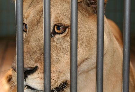 lioness or female lion behind bars in cageの写真素材