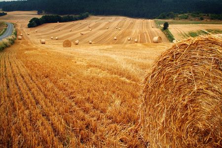 bales of hay or straw. field at harvest with crop cut and pressedの写真素材