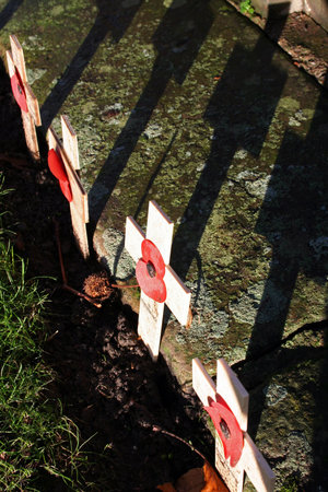 poppies on graveyard remembrance of world war soldiers that are dead. red poppy sign of fallen english soldierの写真素材