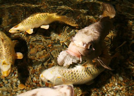 koi carps in water. fish shoal swimming waiting for foodの写真素材