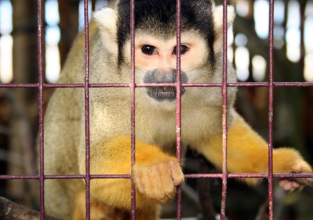 monkey in zoo or laboratory in cage. abe behind bars