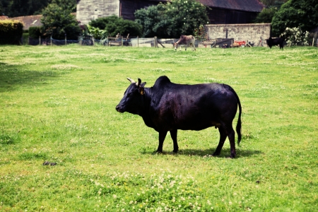zebu humped cattle or brahmin cow in field. black breed on grassの写真素材