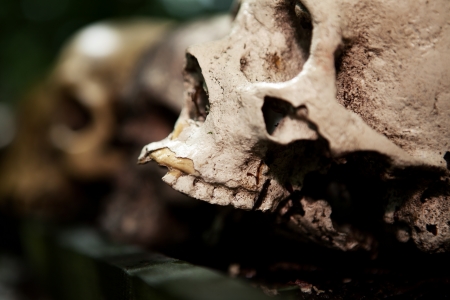 skeleton skull human sacrifice creepy dead person craniumの写真素材