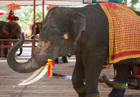 animal Elephant show playのeditorial素材