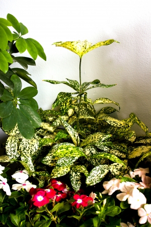 Vinca flower plant gardenの写真素材