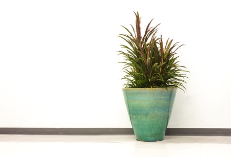 kentia palm pot in office wayの写真素材