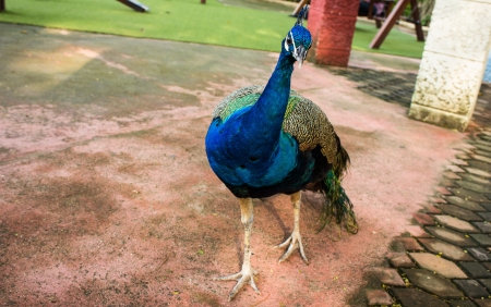 animal colorful peacockの写真素材