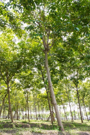 garden tree in airportの写真素材