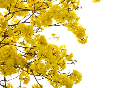 big branch plant with round fluffy yellow flowersの写真素材