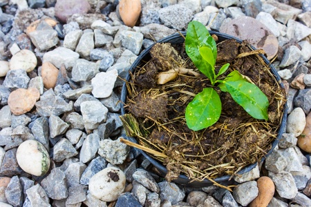 tree in pot prepare to grow in gardenの写真素材