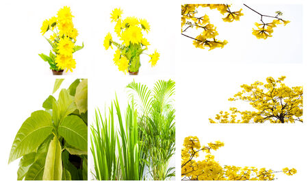 green leaf plant and flower nature patternの写真素材