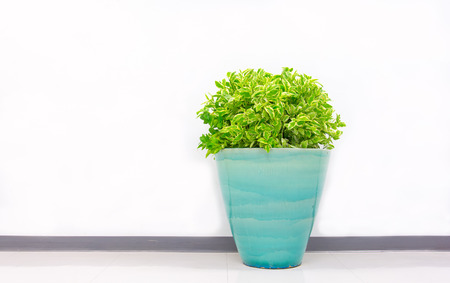 plant decoration in office buildingの写真素材