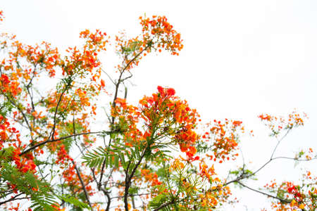 Very beautiful spring treeの写真素材