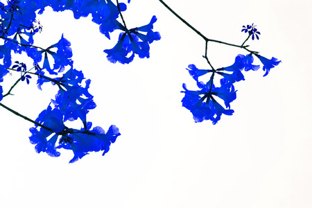 big branch plant with round fluffy colorful flowersの写真素材