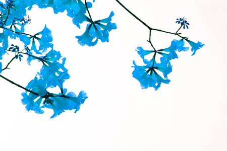 big branch plant with round fluffy colorful flowersの写真素材