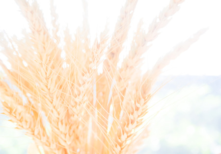 Close up flower grass and sunrise background,blure and over exposure backgroundの写真素材