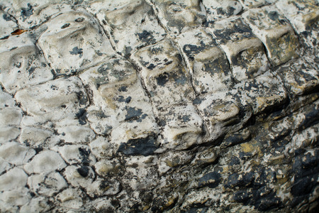 the Crocodile skin texture. Shot in South Africa.の写真素材