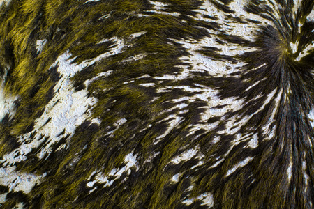 the cow skin made into a carpetの写真素材