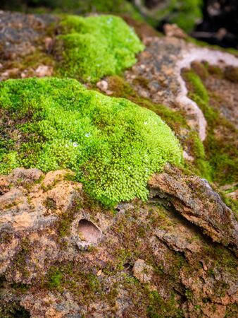 fern and moss and little plant growing on tree and rockの写真素材