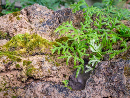 fern and moss and little plant growing on tree and rockの写真素材