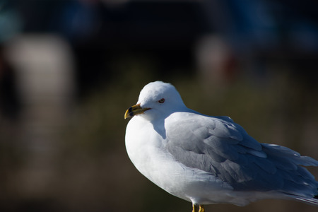 Seagull looking pensive for food and in thoughtの写真素材