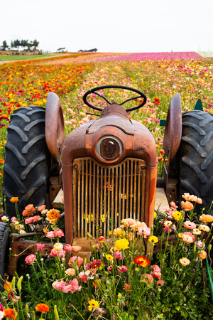 Unused tractor placed as a prop in field of flowersの写真素材