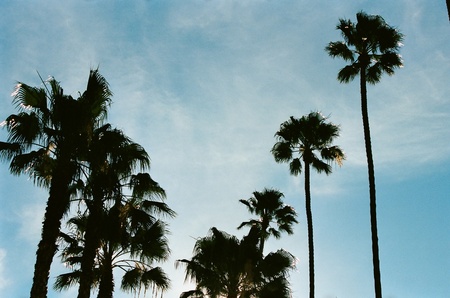 Palm trees reaching for the skyの写真素材
