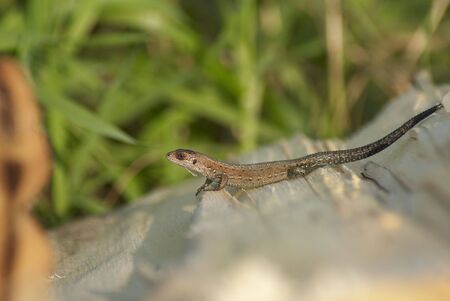 Close up of a lizard stood in the guarded poseの写真素材