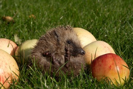 Hedgehog on a green grass in an environment of ripe applesの写真素材