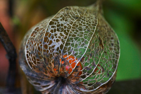 Dried chinese lantern with berryの写真素材