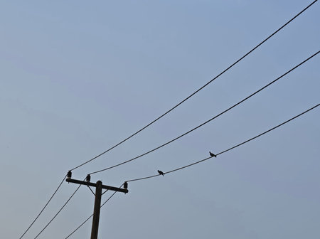 Silhouette of birds on electric wire with blue sky background.の写真素材