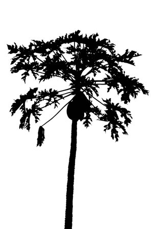 silhouette papaya treeの写真素材