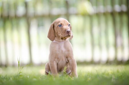 puppy of Hungarian hound dog vizslaの写真素材