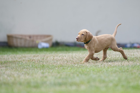 puppy of Hungarian hound dog vizslaの写真素材