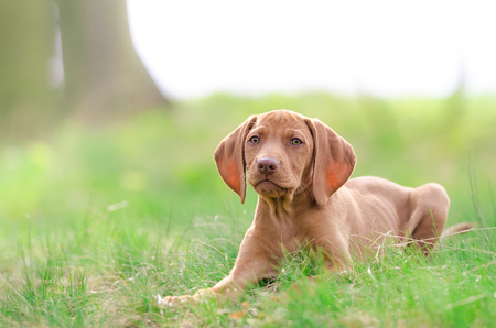 puppy of Hungarian hound dog vizslaの写真素材