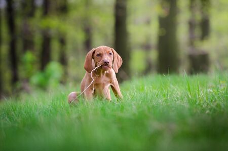 puppy of Hungarian hound dog vizslaの写真素材