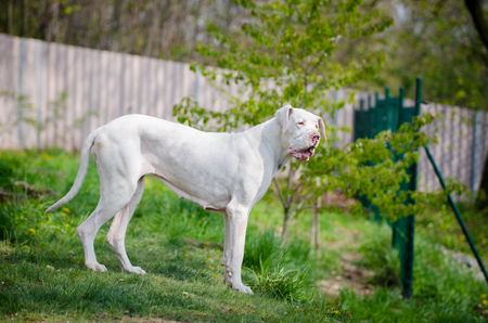 Great dane dogの写真素材