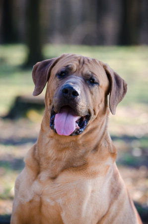 Tosa inu dog in the forrestの写真素材