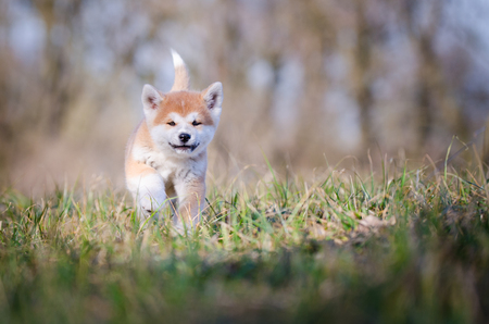Puppy of akita in spring timeの写真素材
