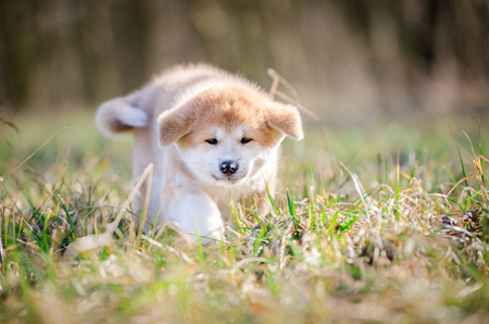 Puppy of akita in spring timeの写真素材