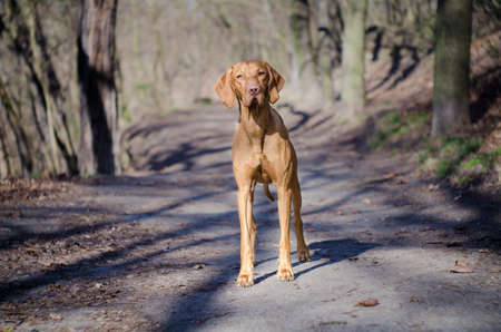 Hungarian hunter dog vizslaの写真素材