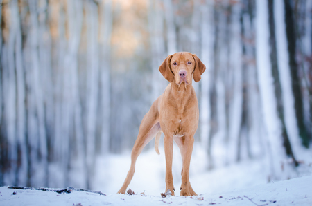 Hungarian hunter dog vizslaの写真素材