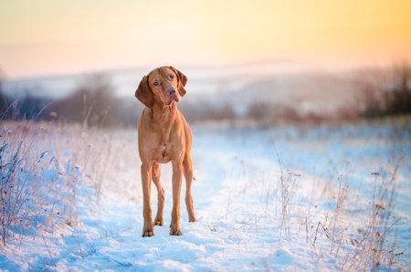 Hungarian hound dog in winter on snowの写真素材