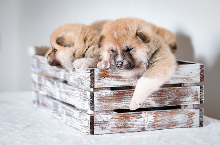 Puppies dog Akita breedの写真素材