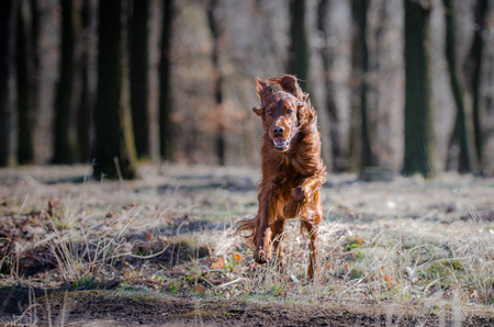 Irish setter hound dog in winter forrestの写真素材