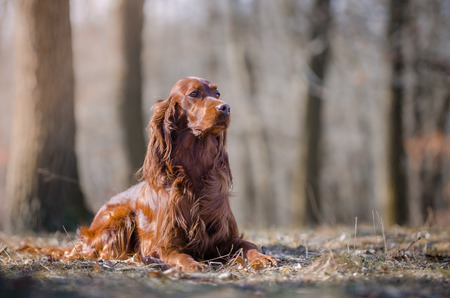 Irish setter hound dog in winter forrestの写真素材