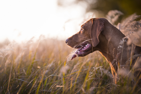 Photo of Head of hungarian hound dog in evening sunsetの写真素材